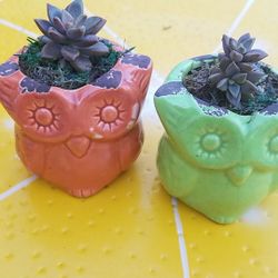 Small succulent Plants