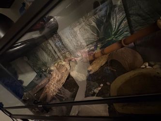Bearded Dragon Reptile Tank