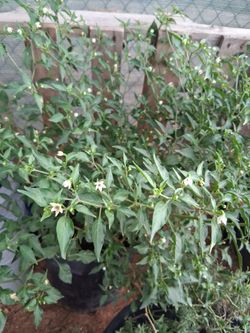 Chiltepin