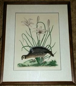 Art Print - Framed - Quail - Hand Colored Etching