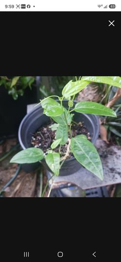 Rare Native Passion Vine for Butterflies