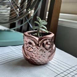 Small Owl 🦉 Planter 