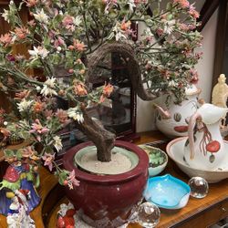Large jade tree