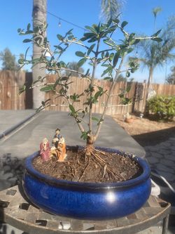 Bonsai plants for sale 45 each
