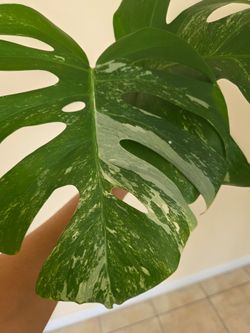 💚Monstera Albo Rooted Cutting🌿💚