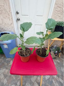 Black Beauty Eggplant Starter Plants