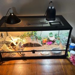 Bearded Dragon Enclosure With Bearded Dragon And Everything In Photo