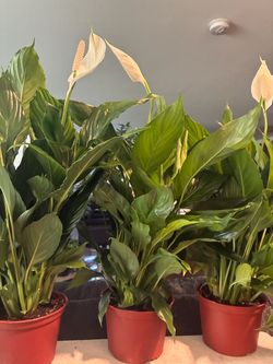 Beautiful Peace Lilly’s!