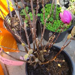 Magnolia Trees Pink 5gallon 