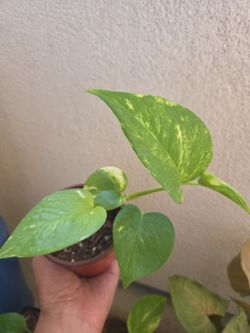 Plant