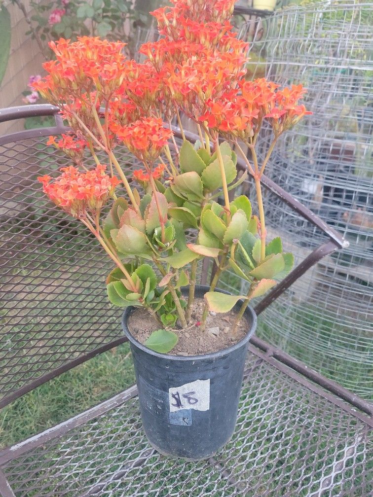 Kalanchoe Plants