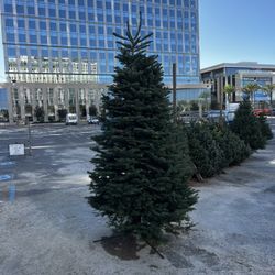Free Christmas Trees