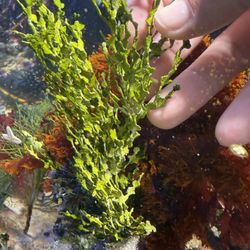 Carpeting Halimenia Macroalgae