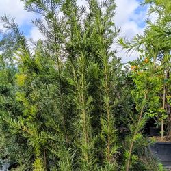 Podocarpus Privacy Hedge Plants 7gl Overgrown 6-7ft 🌿🌿 Only $26