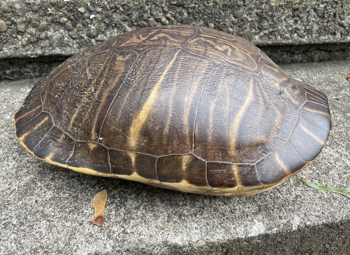 Large Turtle Shell