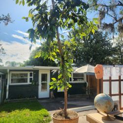 Plant Indoor Outdoor