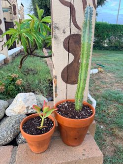 Cactus with pots