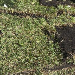 St Augustine Sod - Piece