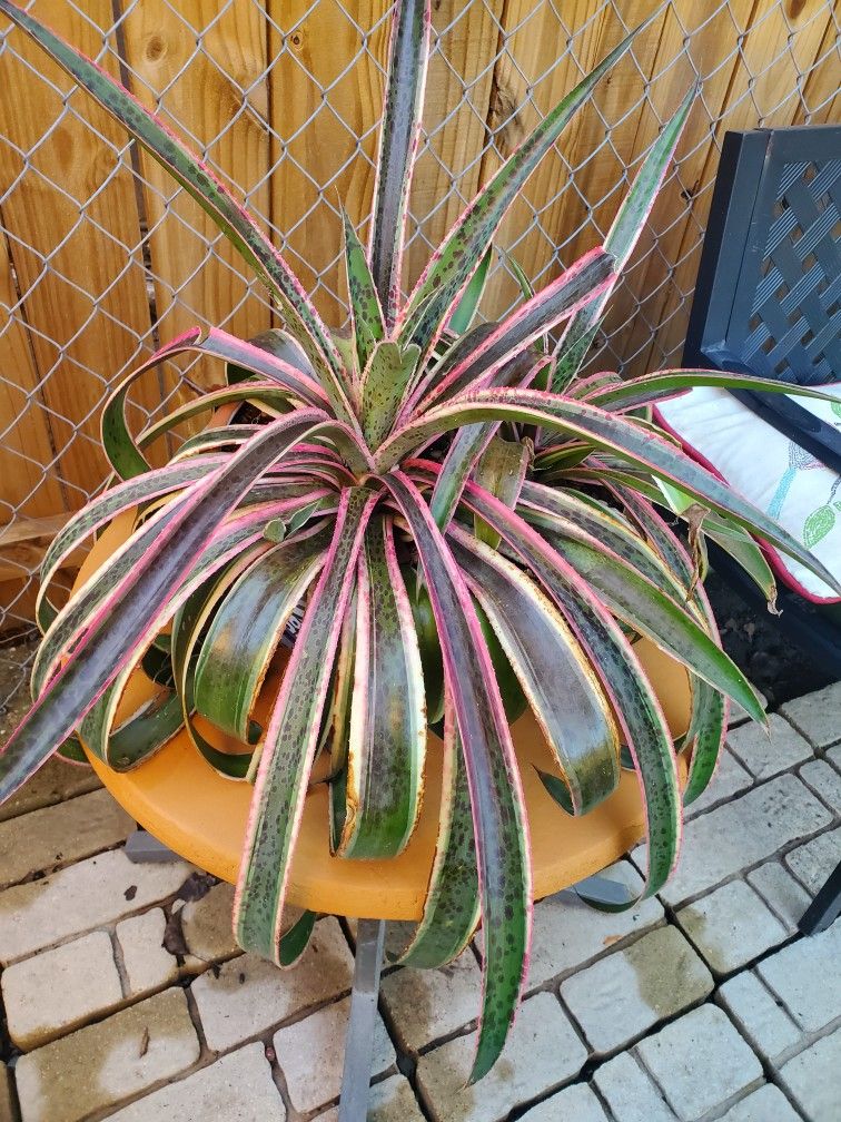 Mangave Jaguar for Sale in Grand Prairie, TX OfferUp