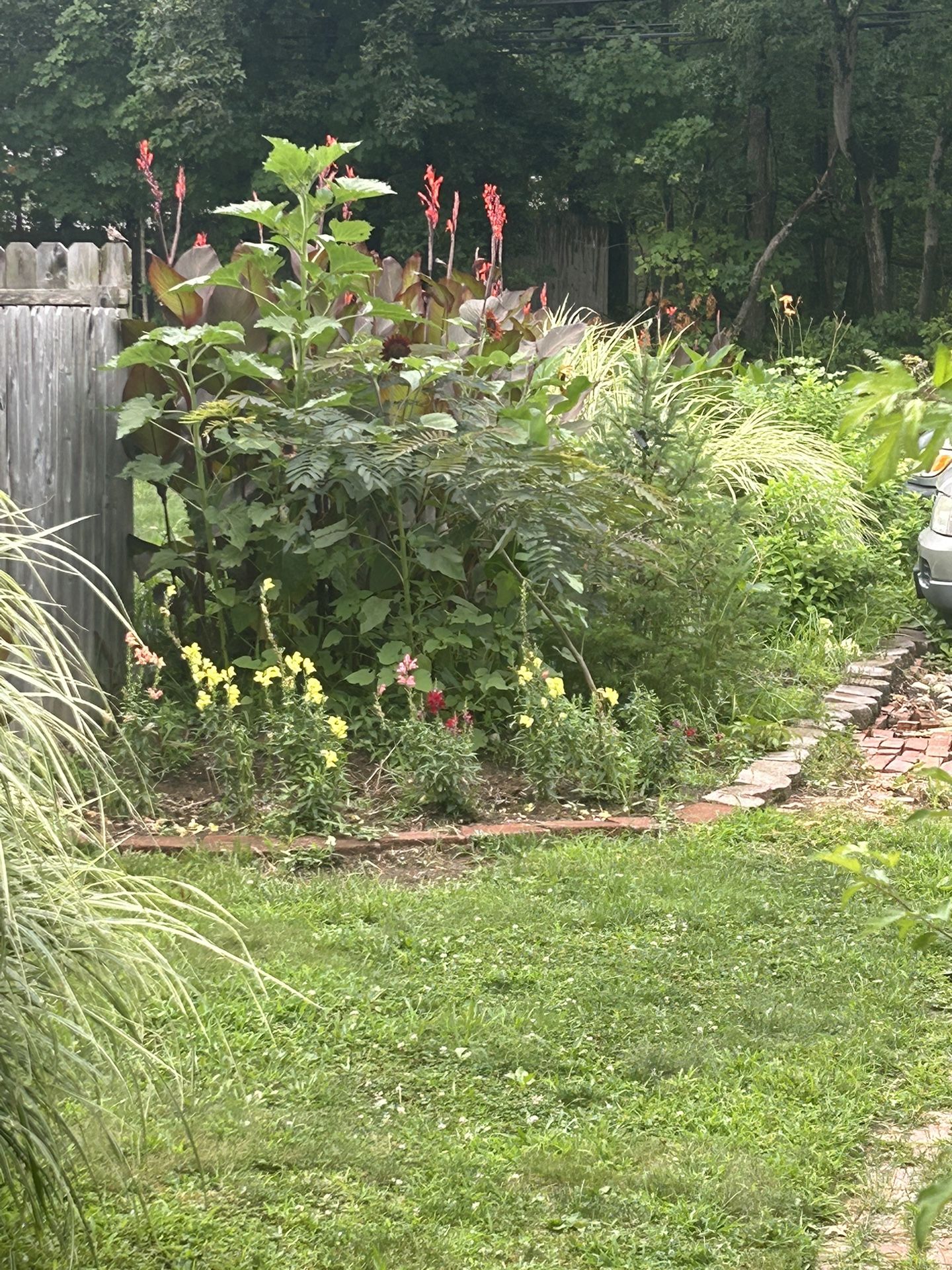 Plentiful Supply Of Cannas For Sale