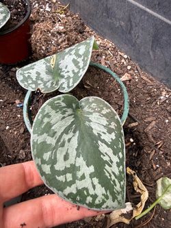 Satin Pothos