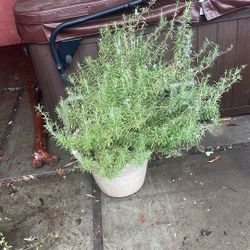 Rosemary 3 Year Old Very Tasty For Culinary Use Soups Pastas Spaghetti Napa ca Pick Up Only 