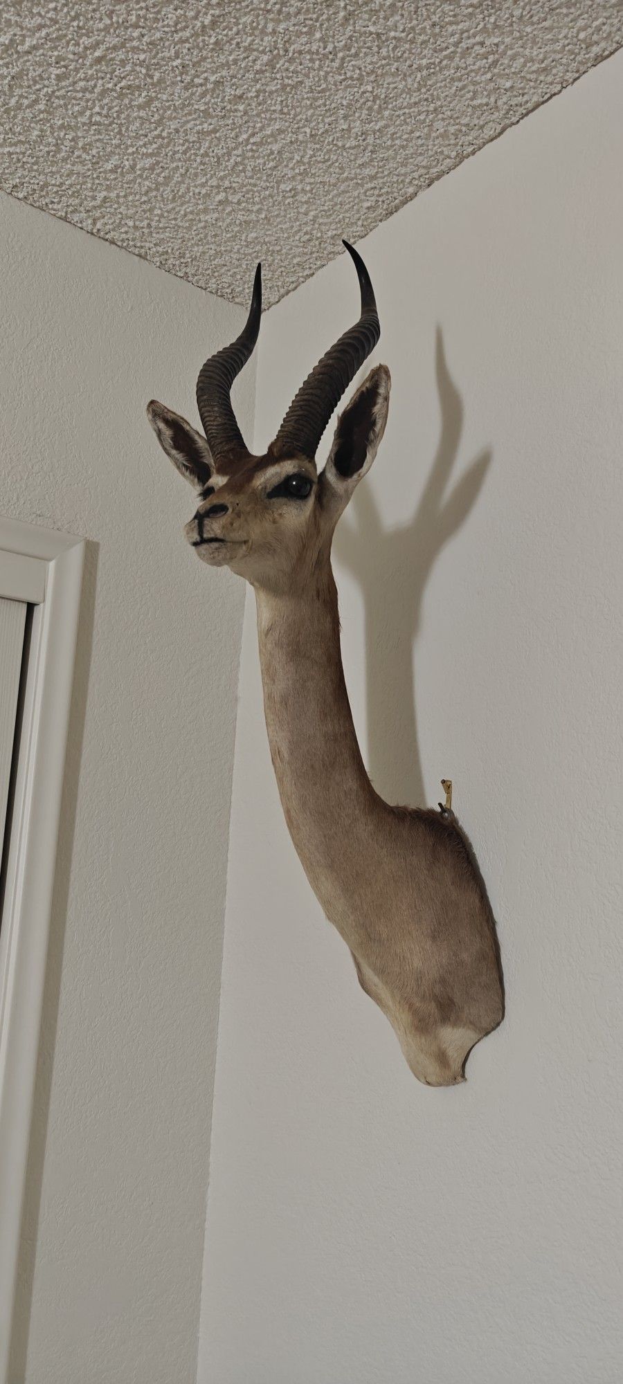 Taxidermy Gerenuk.