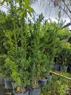 Podocarpus Overgrown 7gl 6'ft 🏡$26