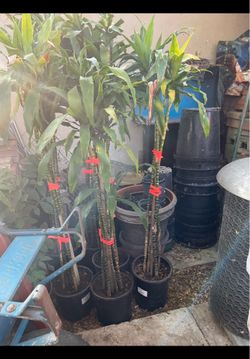 Dracaena Plant