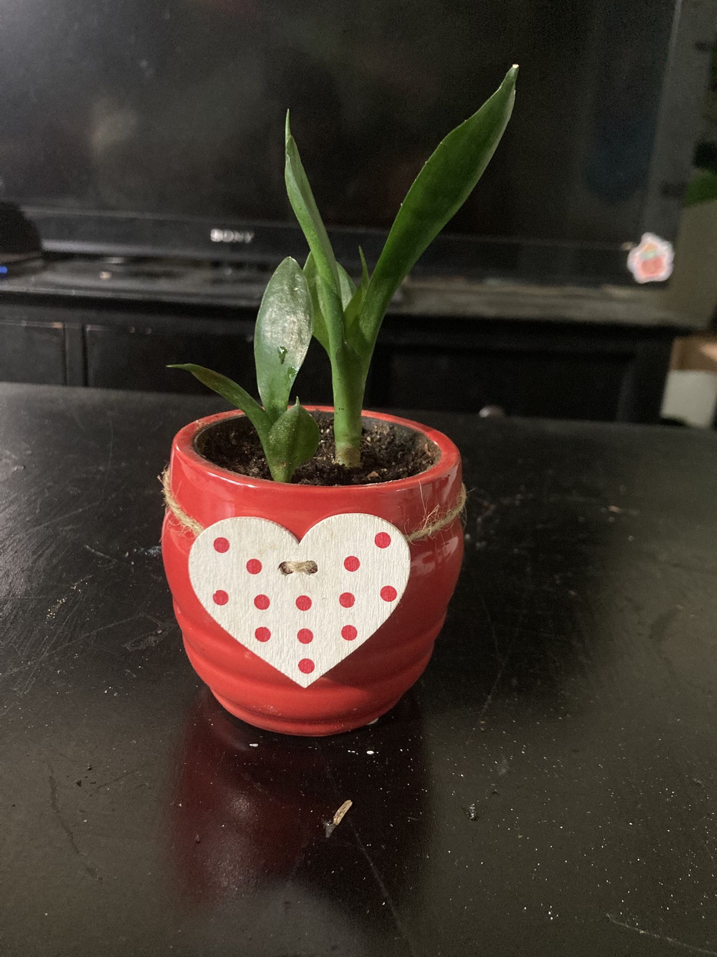 Rooted Snake Plant Baby In 2” Pot