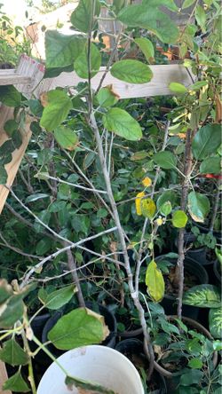 Braeburn apple tree fruit tree plant in 5 gallon pot