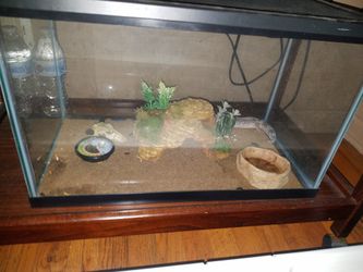 Gecko Reptile And Tank Reptile