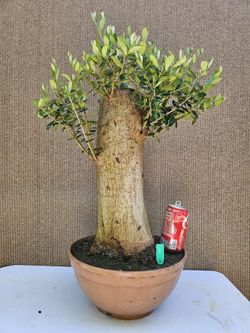 Old European Olive Bonsai Tree 