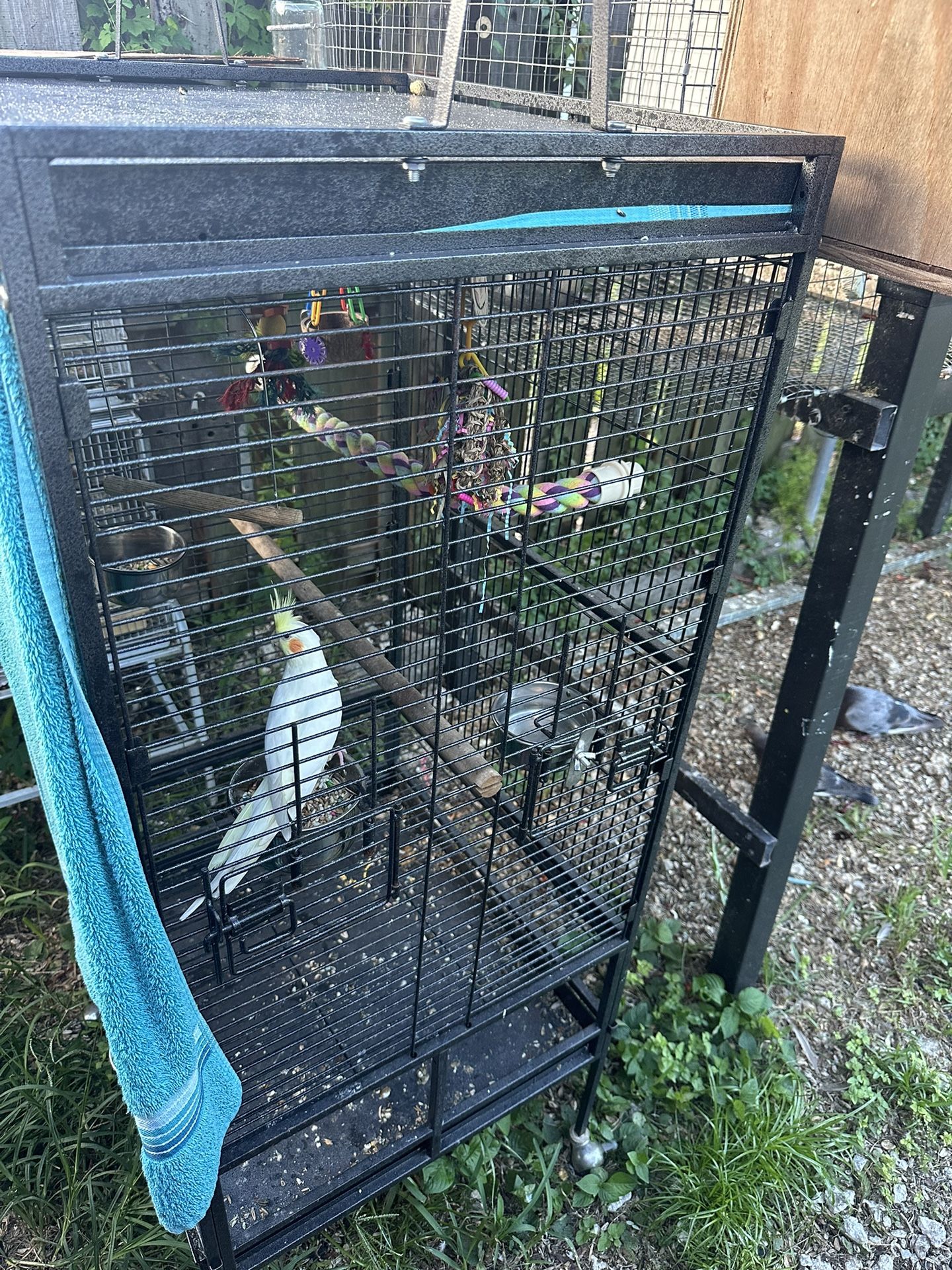 Bird Cage / Jaula