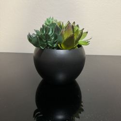 Decor Succulent Plastic