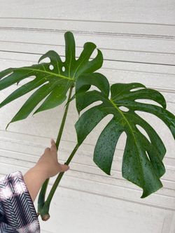 Monstera Deliciosa plant CUTTING- rooted