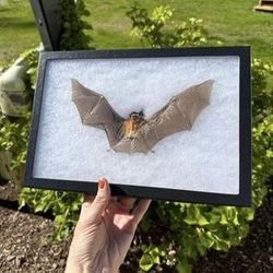 Taxidermy Bat Specimen 