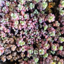 Colorful succulents and arrangements 