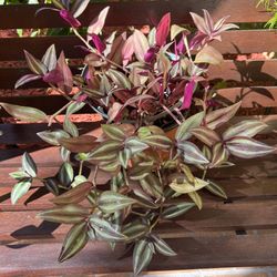 Big and BeautifulTradescantia Zebrina 🪴 