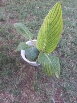 Canna Lily Orange Flower $9