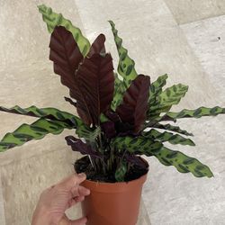 6” Pot Exotic Indoor Plant; Rattle Snake Plant/exact Plant; 95820