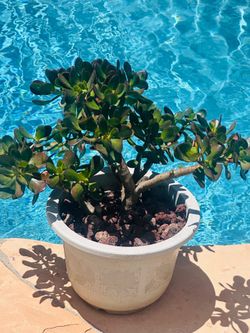 Jade plant with white pot