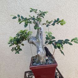 Bonsai Plants $50 Each Firm On The Price