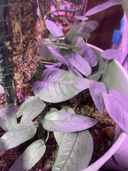 Cebu Blue Pothos Vine Cuttings 