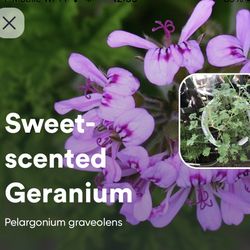 Sweet scented geranium/ Pelargonium