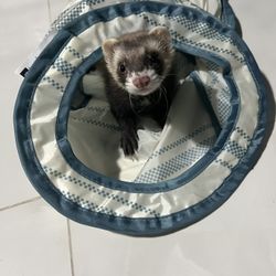 Ferret