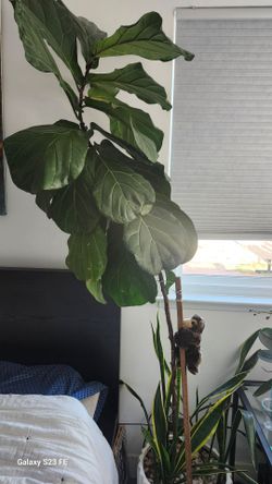 Big inside fig plant
