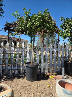 $255 Mature meyer lemon with lots of fruit 🍋