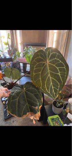 Anthurium Michelle by Doc Block