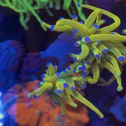 Yellowgrail torch coral toy